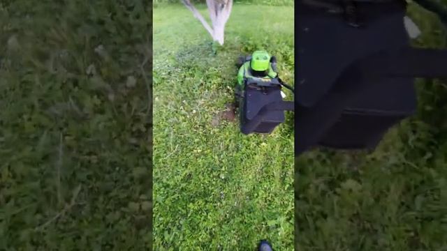 косим газон greenworks