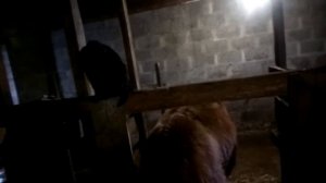 выгодный бизнес ЛПХ