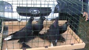 ярмарка голубей г, славянск-на-кубани 21,03,2021г часть1