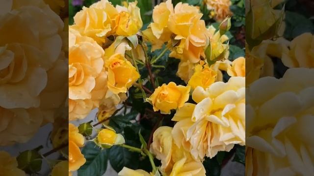 Rose Goldelse - Bowled Over смотреть онлайн