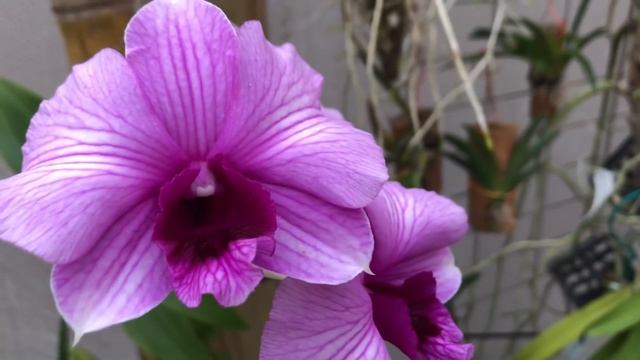 Орхо отпуск во Флориде .Часть 3. Выращивание орхидей себе в удовольствие. Орхо друзья и их орхидеи. смотреть онлайн