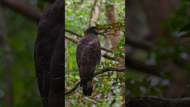 Хохлатый змееяд / Crested serpent eagle