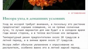 Иксора уход и выращивание из семян в домашних условиях
