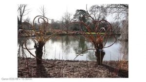 Предварительный просмотр Canon EOS R8 и R50