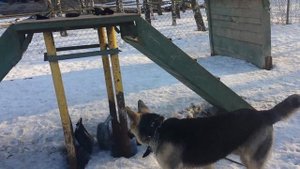 Дрессировка собак-восточно европейская овчарка Арчи 9 мес