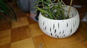 Vanda tessellata. адаптации,цветение, посадка.