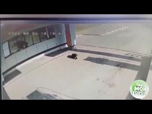 На автозаправке в Бийске подстрелили собаку