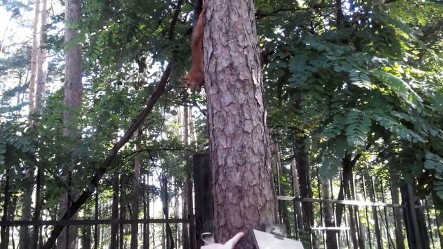 Ручные белки смотреть онлайн