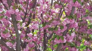 сакура "Кандзан" цветёт Sakura "Kanzan" blooms