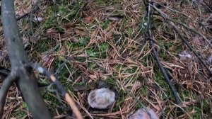 ГРИБНОЙ НОЯБРЬ!!! Сбор грибов перед снегопадом! Тихая охота 2023