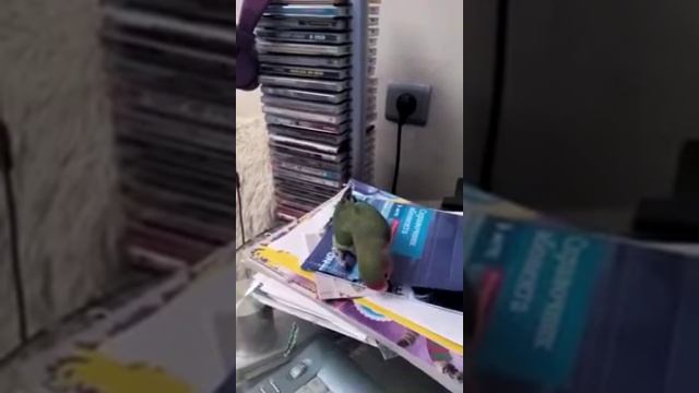 Попугай делает хвост павлина смотреть онлайн