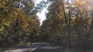 Красивая осенняя дорога в Воронежском лесу. Рамонь-Бор