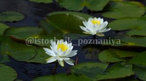 Принципы Света: Как раскрывается Золотой Цветок | ОШО