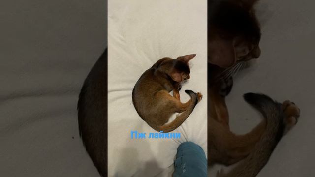 Мия с разных сторон