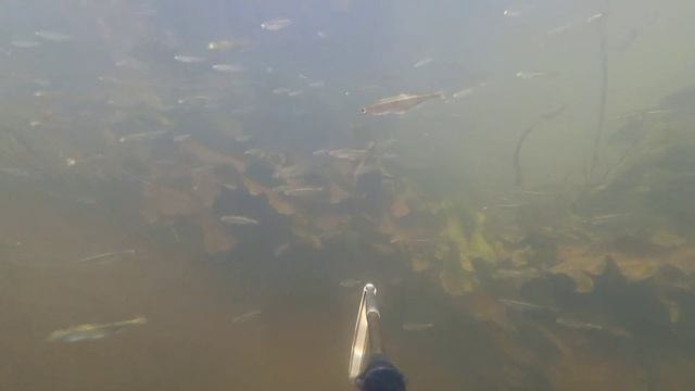 Плаваю с ружейкой №18 (трофейный голавль/села камера/взял щуку 1кг+) смотреть онлайн