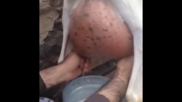 Milking my goat Milka коза Милка Зааненской породы, за одну дойку дает 4 литра молока смотреть онлайн