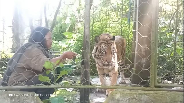 Этот Волк Не Слезал Со Шкафа 3 Дня и Вот Почему смотреть онлайн