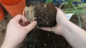 Финиковая пальма из косточки: пересадка молодых растений