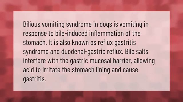 Why is my dog throwing up yellow foam every morning? смотреть онлайн