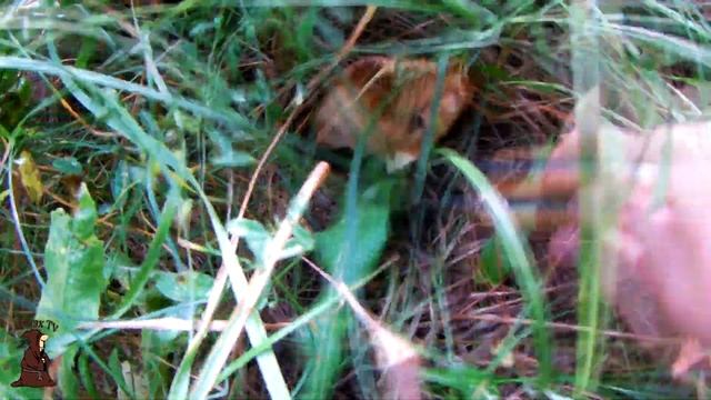 Какие они красивые! Собираем грибы Грузди , тихая охота в Самарской области / mushrooms смотреть онлайн