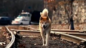 Ассаи - Собака