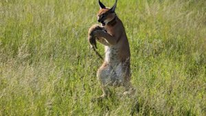 all wild cats in Russia   все дикие кошки России