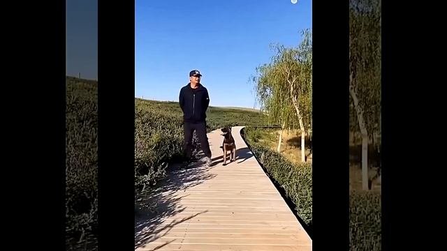Потрясающая дрессировка⠀собакеных!