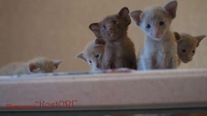 Ориентальные котята, нам 20 дней. Питомник KostORI.
