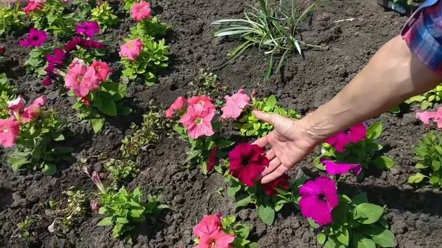 КЛУМБА ИЗ ПЕТУНИЙ. Петуния Мамбо и Суперкаскадная смотреть онлайн