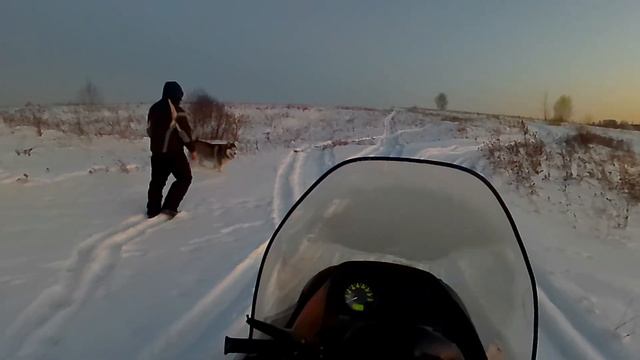 Новогодние покатушки на снегоходе с Сэмом. #прогулка,#поездканаснегоходе,#хаскиСэм.