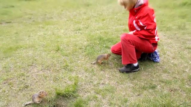 Суслики на острове Татышев, Красноярск смотреть онлайн