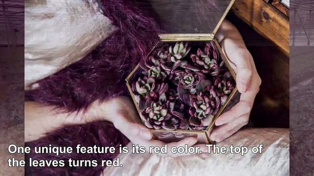 All about the Echeveria Devotion смотреть онлайн