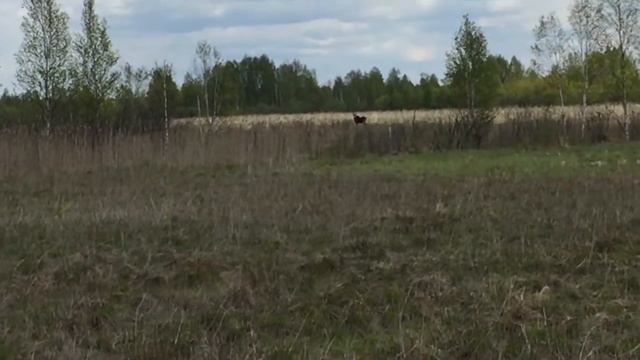 Смелый лось и добрый медведь. Плавающий вездеход ШАТУН смотреть онлайн