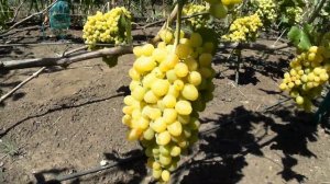 Виноград Супер экстра (2017)