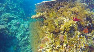 Under Red Sea 4K - Beautiful Coral Reef Fish in Aquarium, Sea Animals for Relaxation - 4K Video