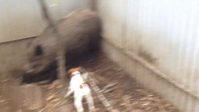 Фокстерьер Просковея - Проша (10мес.) и первая притравка по кабану смотреть онлайн