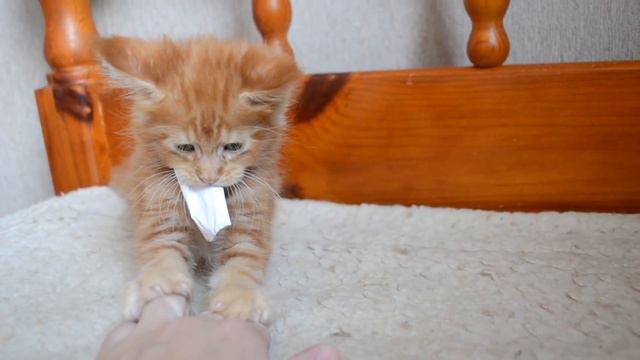 Маленькая жадина смотреть онлайн