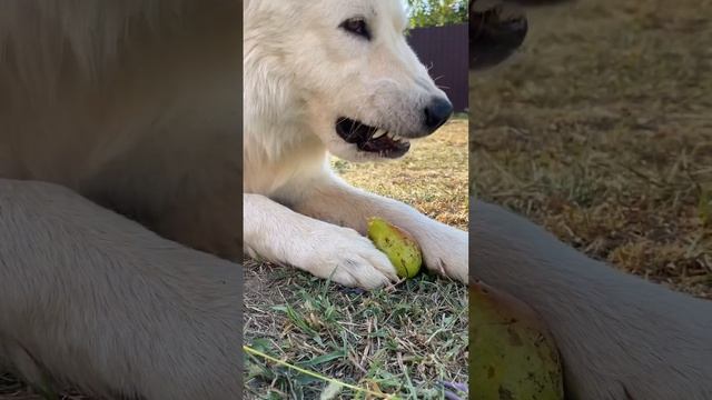 Маремма ❣️Абруццкая овчарка