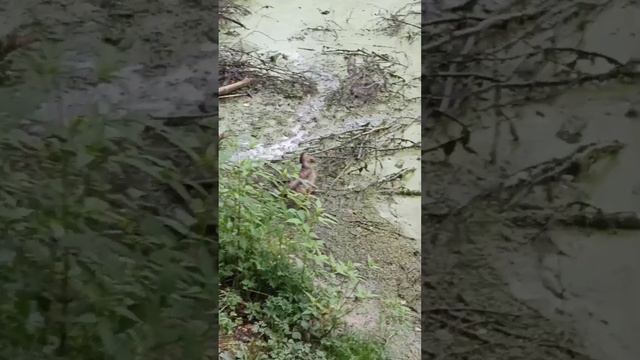 "Расскажите птицы" смотреть онлайн