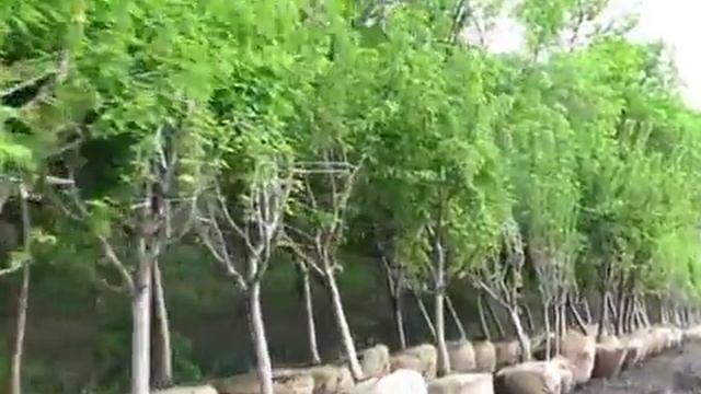 Плодовые деревья-крупномеры с посадкой. Взрослые деревья для сада.