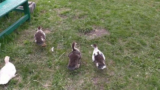 9 мая пашем землю и сажаем картошку в Кубеинке смотреть онлайн