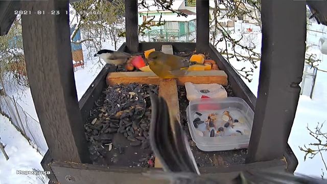 Спокойная зеленушка и суматошные синицы и гаички