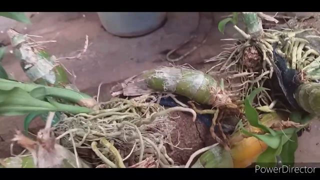 Replante de orquídea catacetum no tronquinho. смотреть онлайн