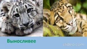 Снежный барс или Ирбис(минимум) против дымчатого леопарда(максимум)