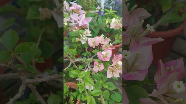 wahid full bloom #love #flowers #bougainville #selfcare #nature #bougainvillea #garden #bougain