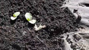 Тыква в тёплой грядке.Уход на начальном этапе.