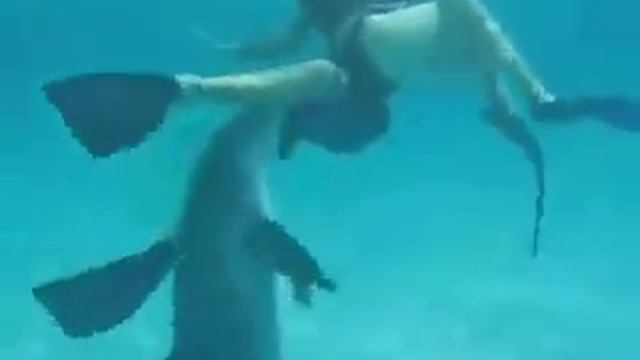 Дельфин пристаёт к Русалочке!:))) смотреть онлайн