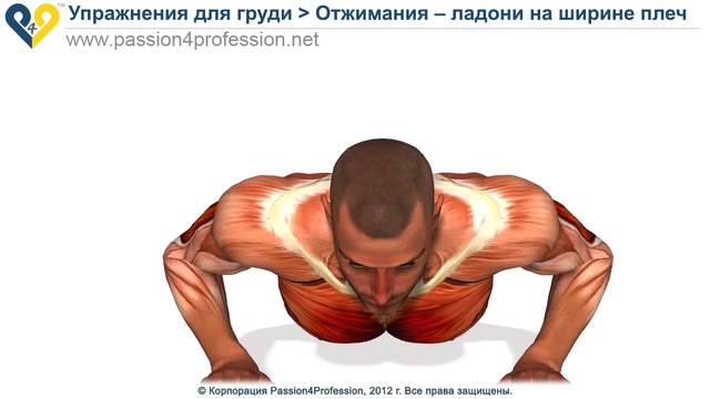 Как правильно отжиматься девочкам. Как правильно отжиматься от пола.