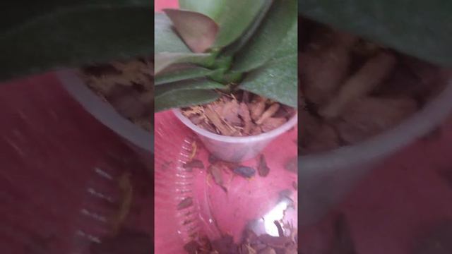 Orquídeas Phalaenopsis mantenimiento (parte 2) смотреть онлайн