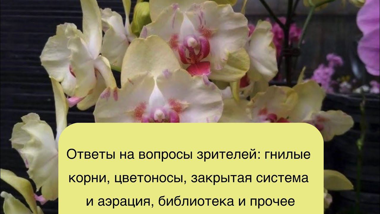 Обо всём понемногу: ответы на вопросы зрителей!